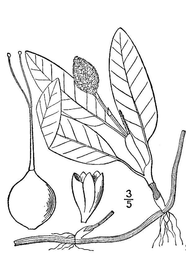 Sivun Persicaria amphibia var. emersa (Michx.) J. C. Hickman kuva