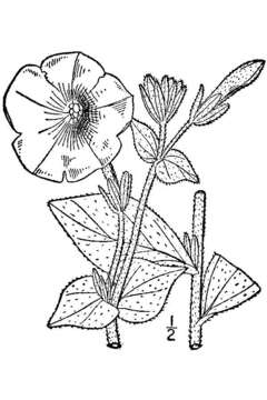 Image of large white petunia