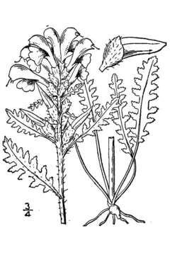 Imagem de Pedicularis canadensis L.