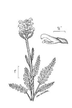 Imagem de Pedicularis canadensis L.