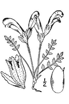 Imagem de Pedicularis capitata Adams.