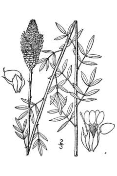 Image of white prairie clover