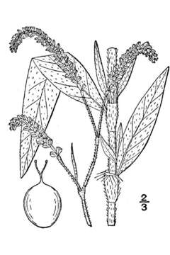 Plancia ëd Persicaria careyi (Olney) Greene