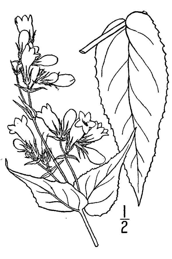 Image of longsepal beardtongue