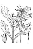 Image of eastern gray beardtongue