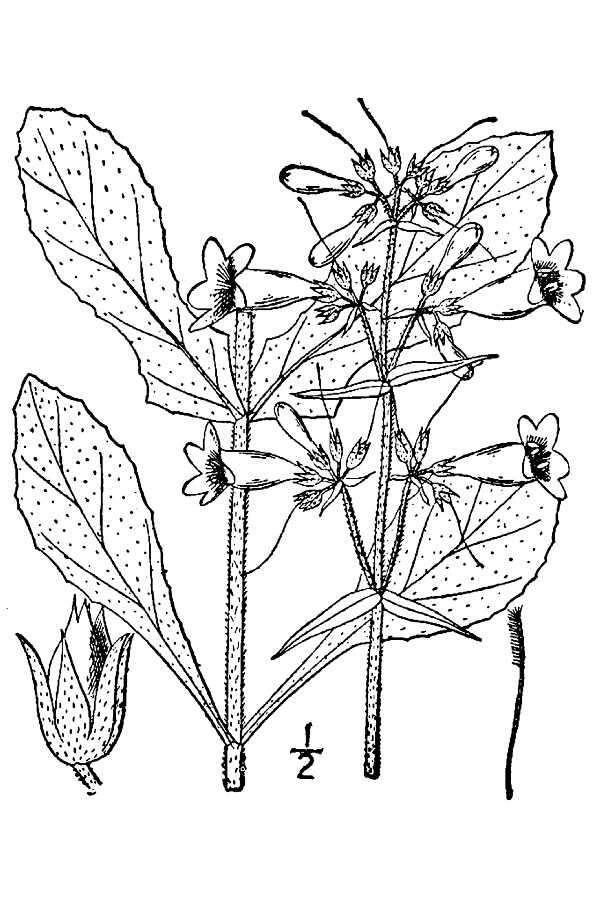 Image of eastern gray beardtongue