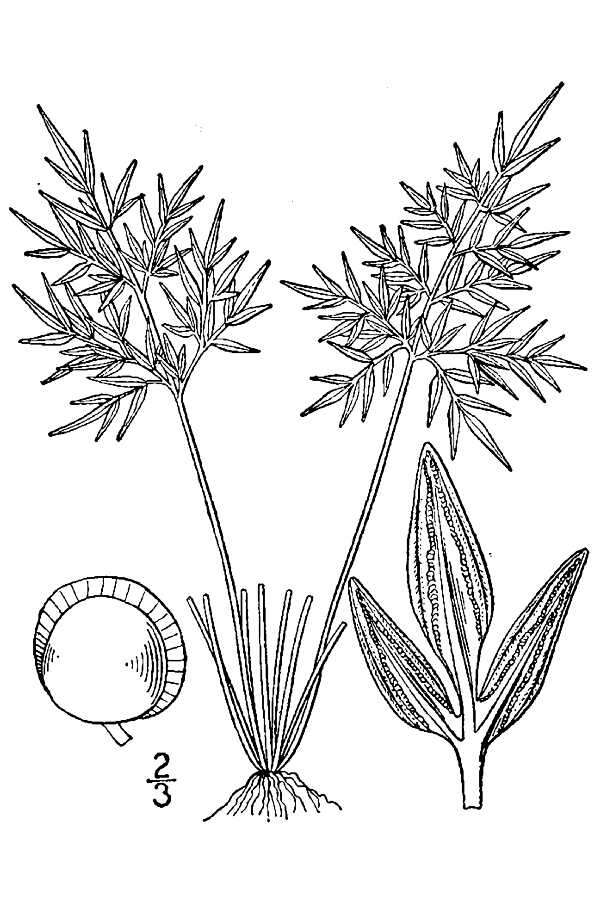 Aspidotis densa (Brack.) Lellinger resmi