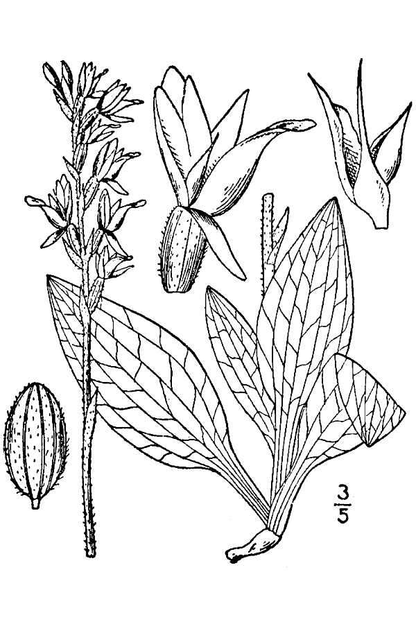 Image of Giant Rattlesnake-plantain