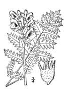 Imagem de Pedicularis furbishiae S. Wats.