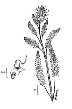 Imagem de Pedicularis groenlandica Retz.