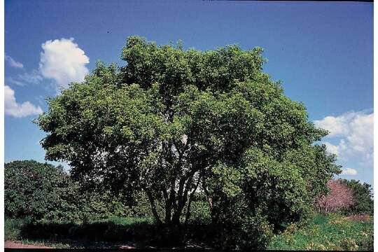 Image of Box Elder