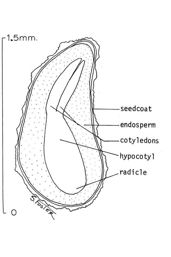 Image of bunchleaf penstemon
