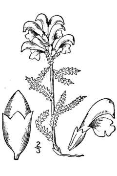 Imagem de Pedicularis lapponica L.