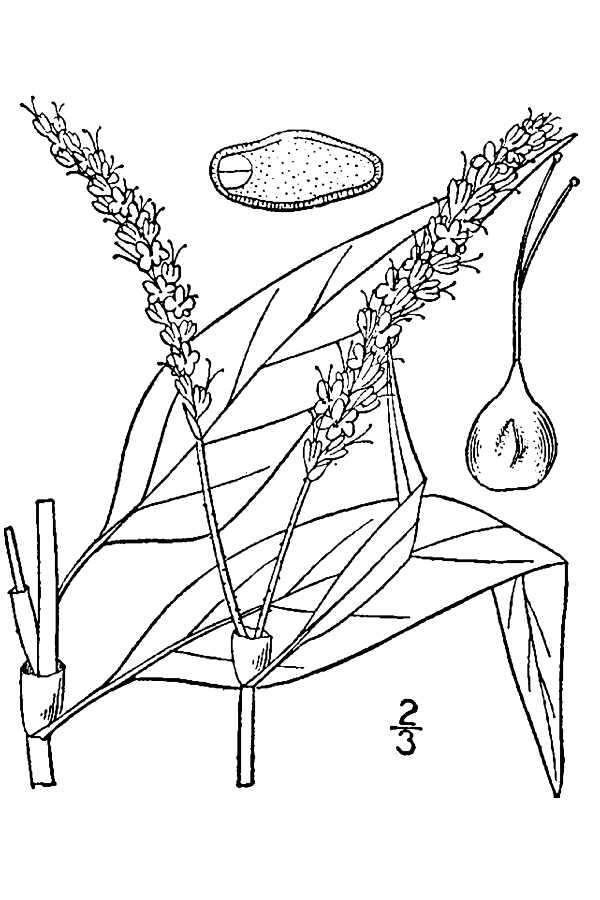 Image de Persicaria pensylvanica (L.) M. Gómez