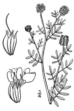 Image of roundhead prairie clover