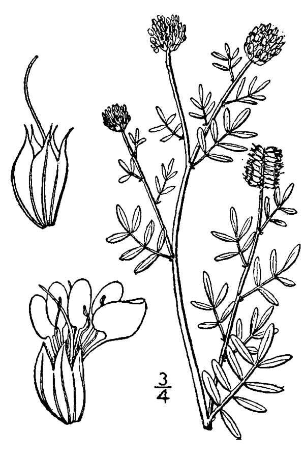 Image de Dalea multiflora (Nutt.) Shinners