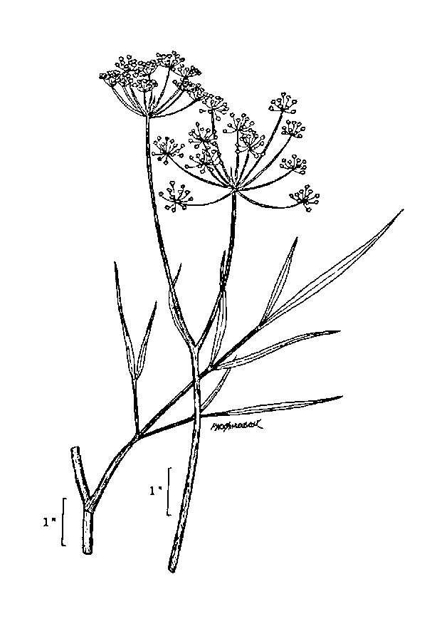 Imagem de Perideridia parishii (Coult. & Rose) A. Nels. & J. F. Macbr.