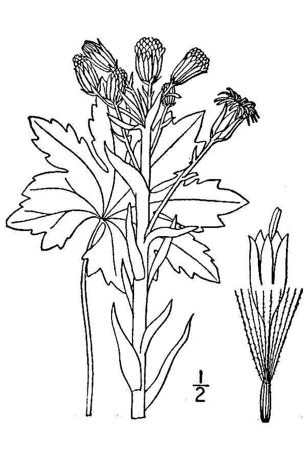 Plancia ëd Petasites frigidus var. palmatus (Ait.) Cronq.