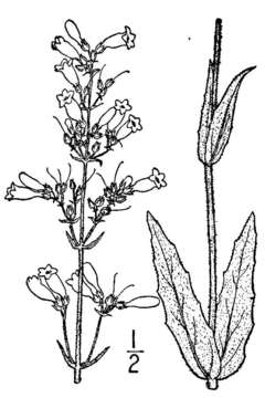 Image of pale beardtongue