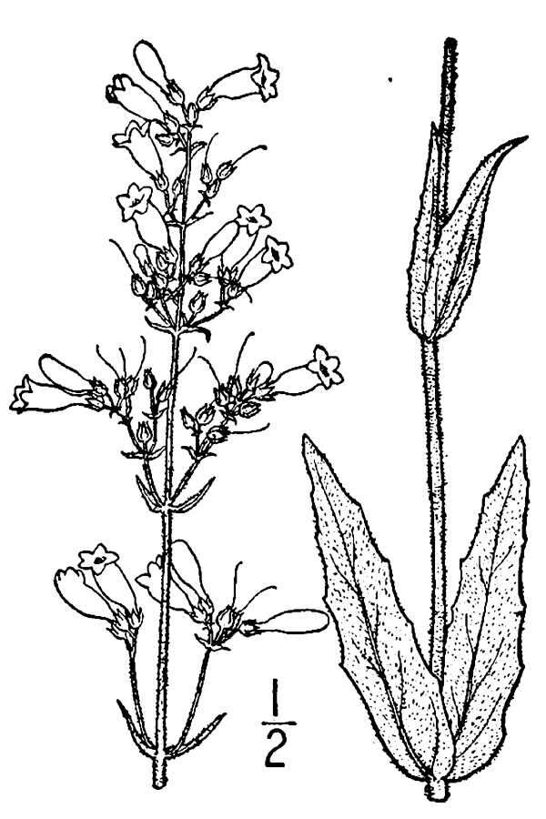 Image of pale beardtongue