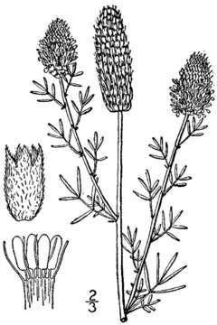 Image of purple prairie clover