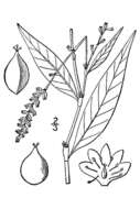 Слика од Polygonum punctatum var. punctatum