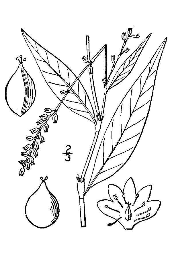 Слика од Polygonum punctatum var. punctatum