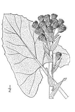 Image of arrowleaf sweet coltsfoot