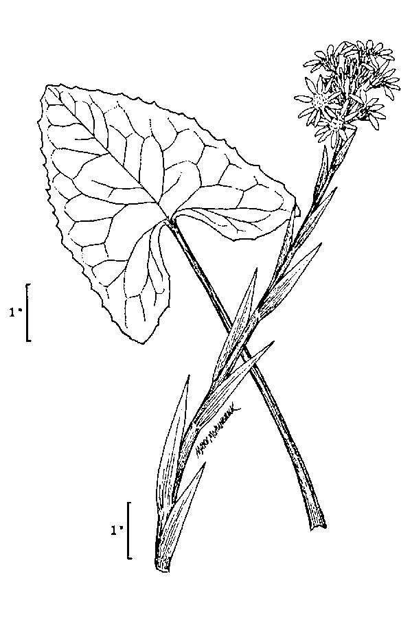 Image of arrowleaf sweet coltsfoot