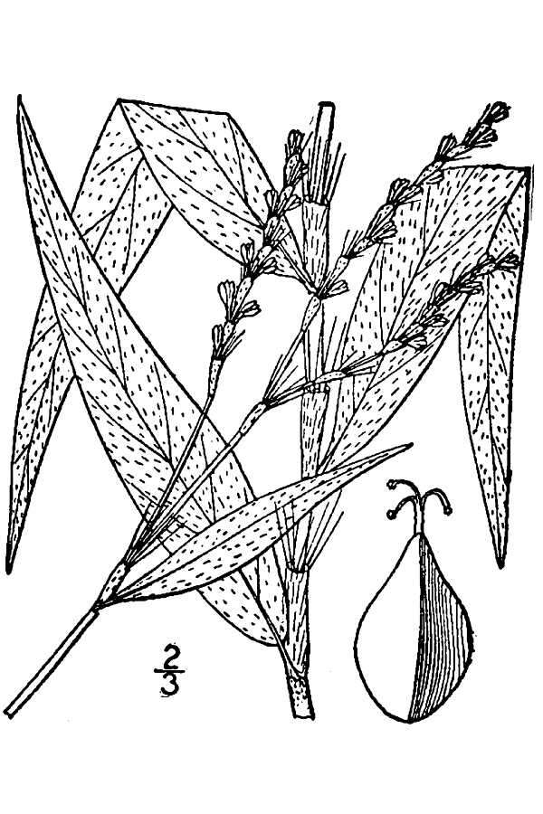 Слика од Polygonum setaceum