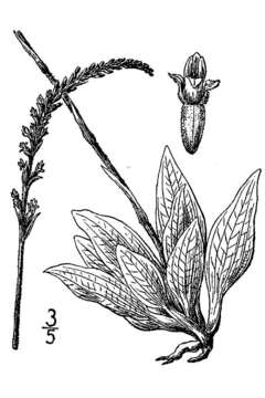 Image of Checkered rattlesnake plantain