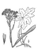 Plancia ëd Petasites frigidus var. vitifolius (Greene) D. M. Cherniawsky