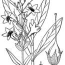 Image de Penstemon tubaeflorus