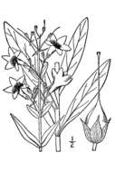 Image de Penstemon tubaeflorus