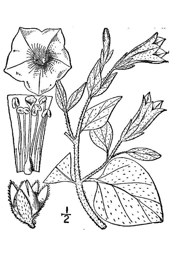 Image of large white petunia