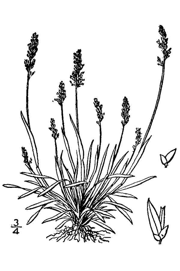 Phippsia algida (Sol.) R. Br.的圖片