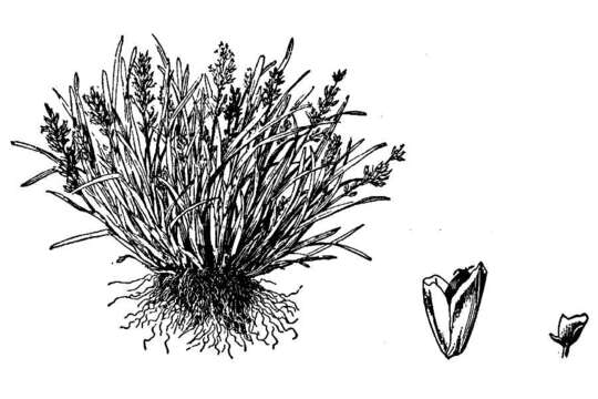 Phippsia algida (Sol.) R. Br. resmi