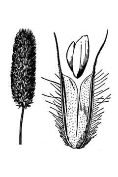 Image of alpine timothy