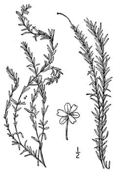 Image of western waterweed