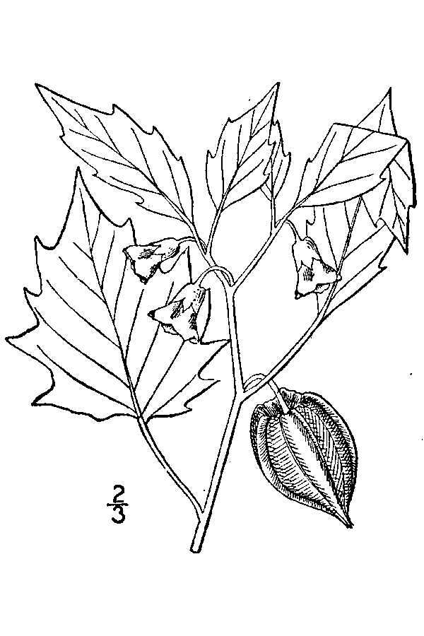 Image of cutleaf groundcherry