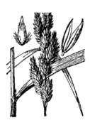 Слика од Phalaris arundinacea L.