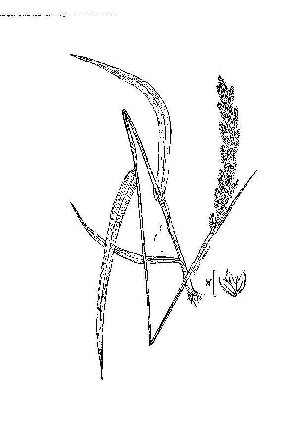 Image of reed canarygrass