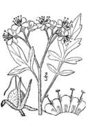 Phacelia bipinnatifida Michx. resmi