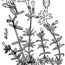 Sivun Phlox subulata subsp. brittonii (Small) Wherry kuva