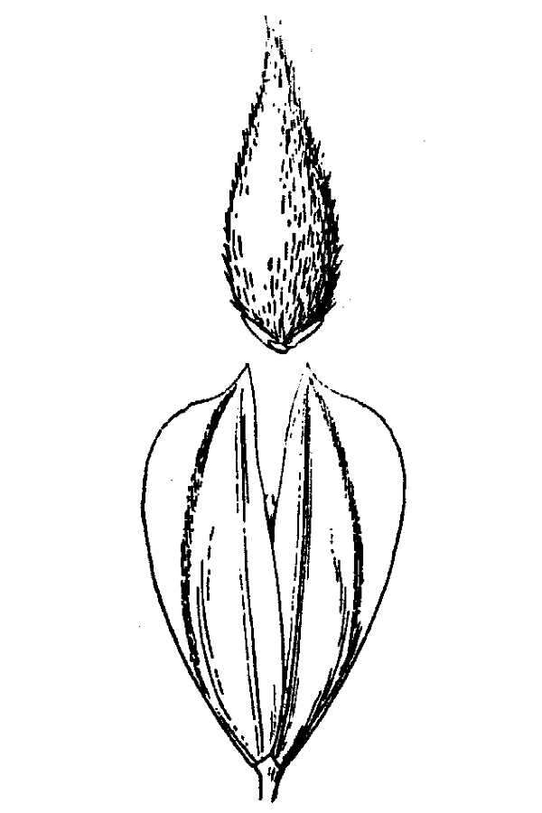 Image of shortspike canarygrass