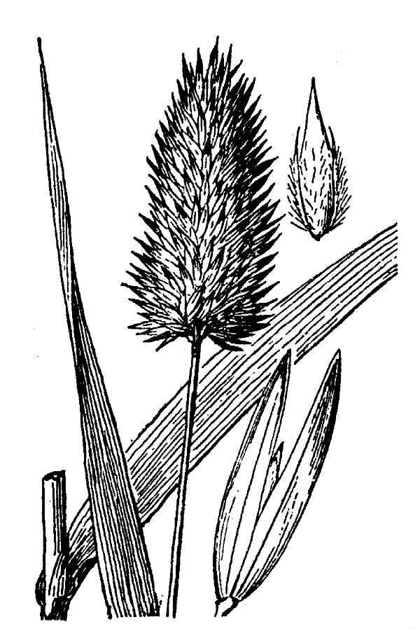 Image of California canarygrass