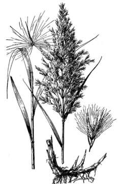 Image of common reed