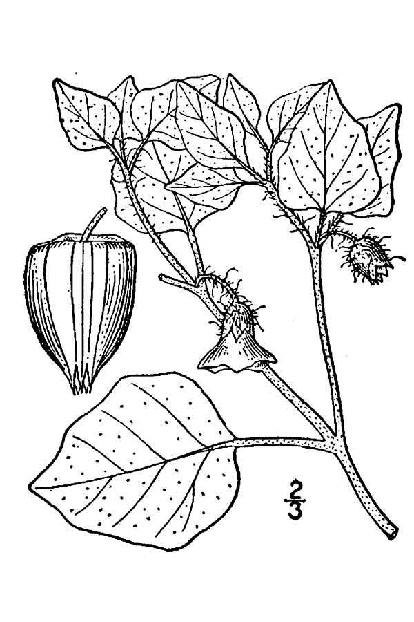 Image of ivyleaf groundcherry