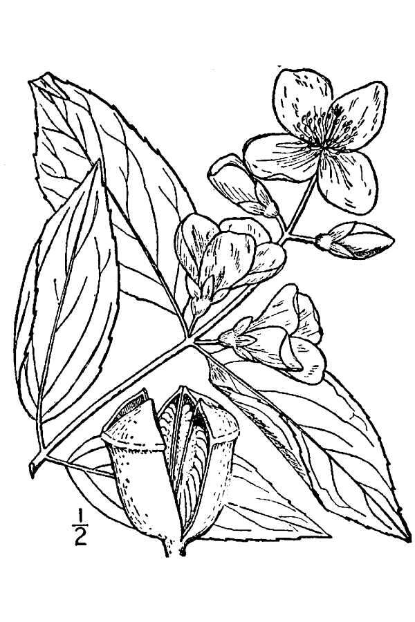 Imagem de Philadelphus coronarius L.