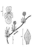 Plancia ëd Phyla cuneifolia (Torr.) Greene